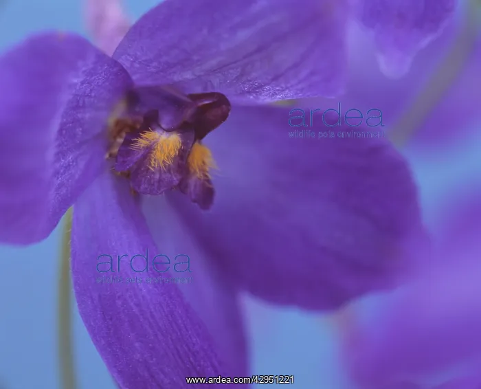 : Delphinium : Delphinium