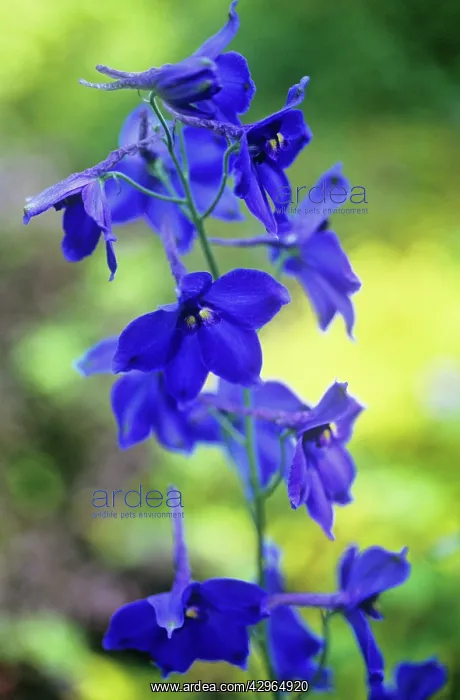 : Delphinium : Delphinium