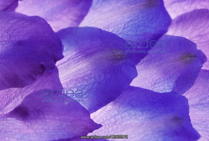  : Delphinium