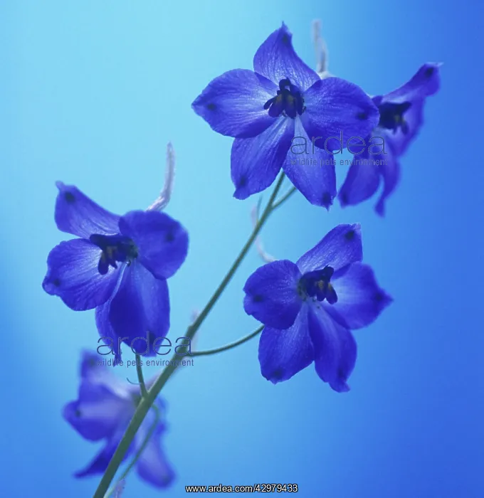 : Delphinium : Delphinium