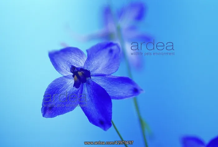 : Delphinium : Delphinium