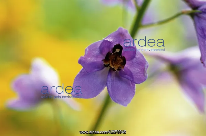 : Delphinium : Delphinium