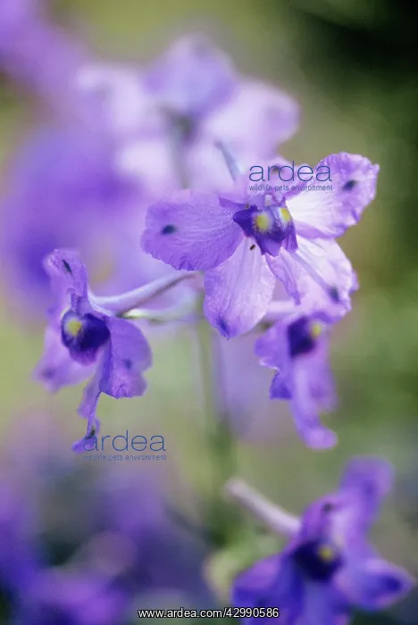 : Delphinium : Delphinium