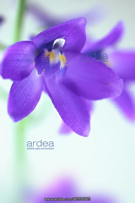 : Delphinium : Delphinium