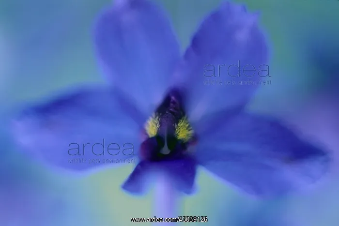 : Delphinium : Delphinium