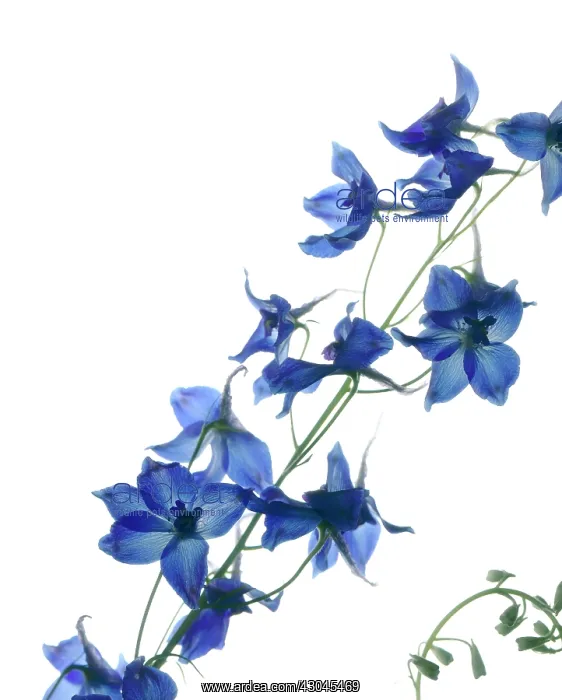 : Delphinium : Delphinium