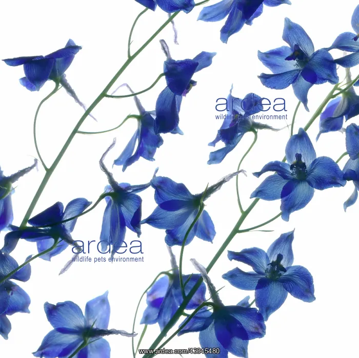: Delphinium : Delphinium