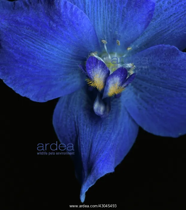 : Delphinium : Delphinium