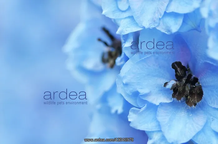  : Delphinium