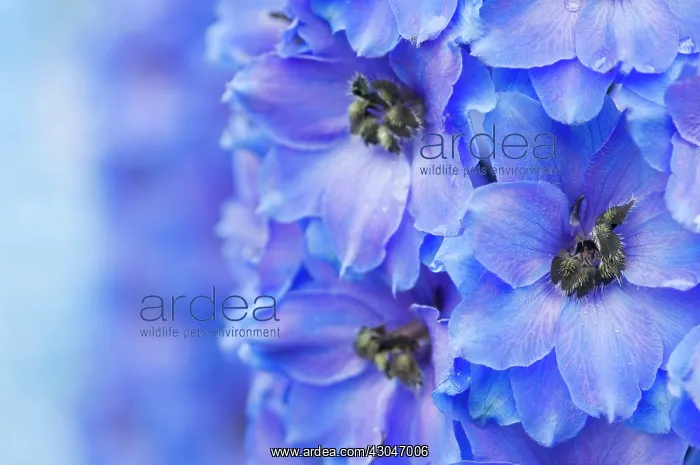 : Delphinium : Delphinium