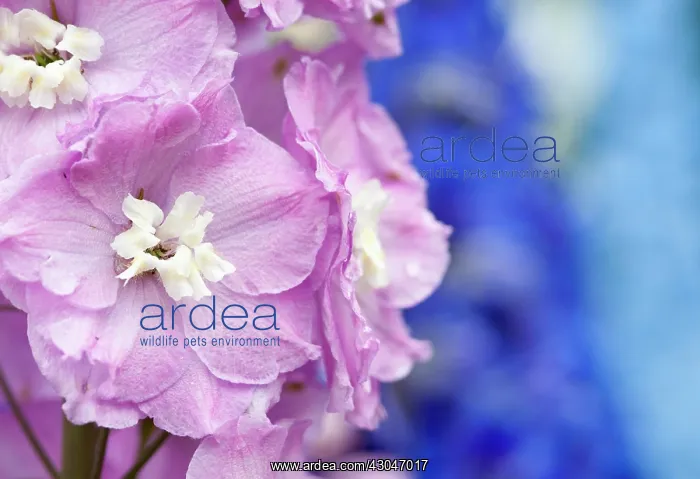 : Delphinium : Delphinium