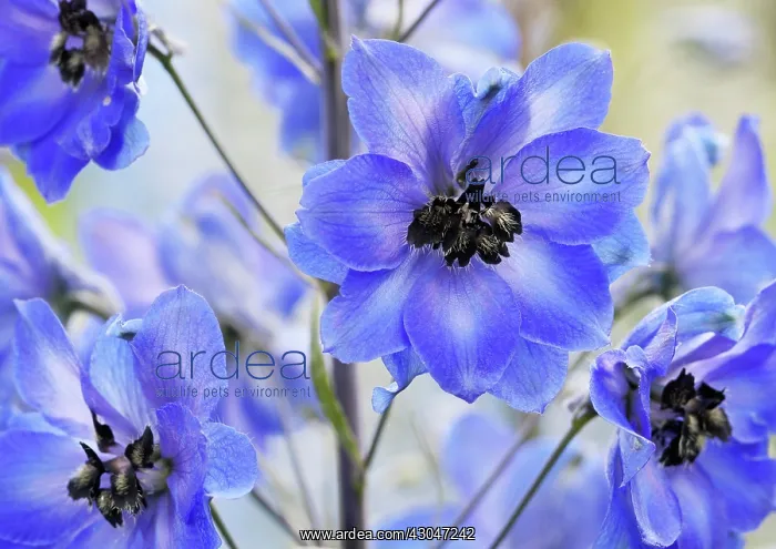 : Delphinium : Delphinium