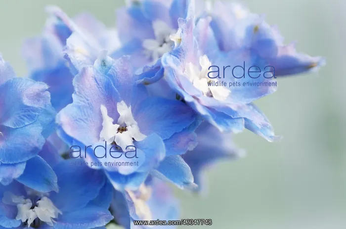 : Delphinium : Delphinium