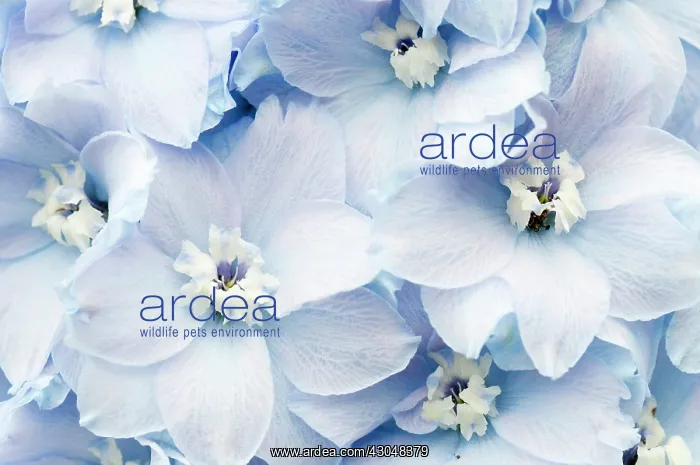 : Delphinium : Delphinium