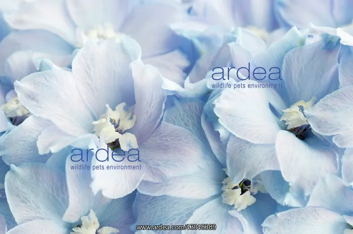 : Delphinium : Delphinium