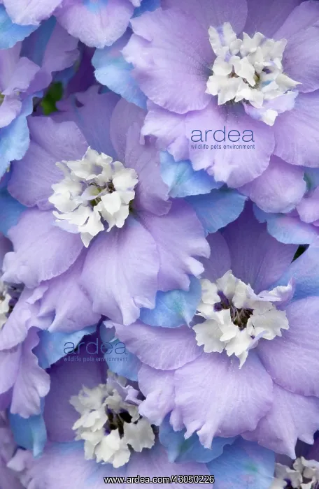  : Delphinium