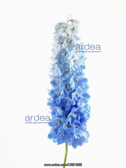 : Delphinium : Delphinium