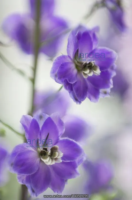 : Delphinium : Delphinium