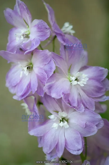 : Delphinium : Delphinium