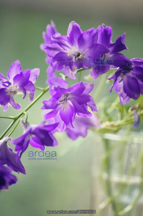  : Delphinium