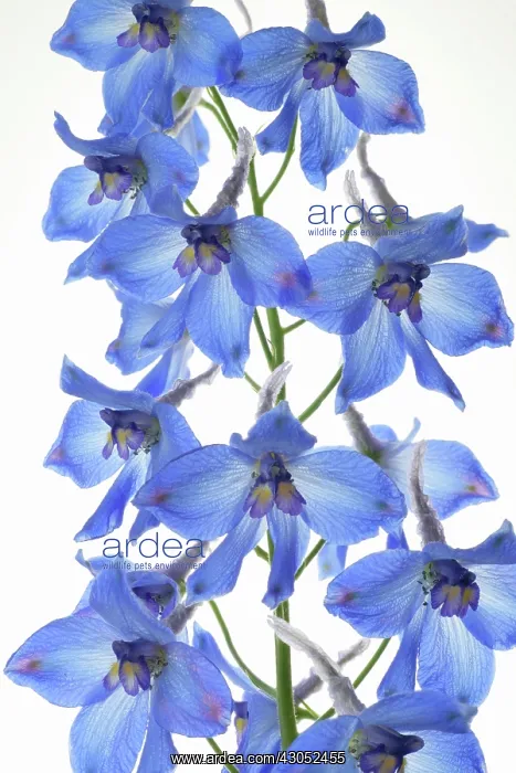 : Delphinium : Delphinium