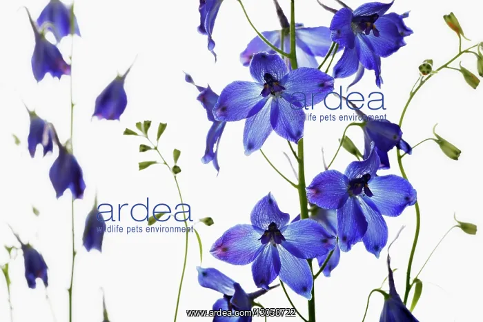 : Delphinium : Delphinium