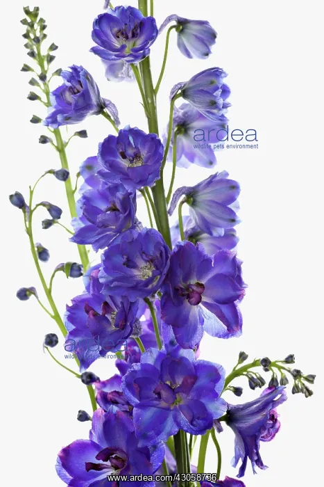 : Delphinium : Delphinium