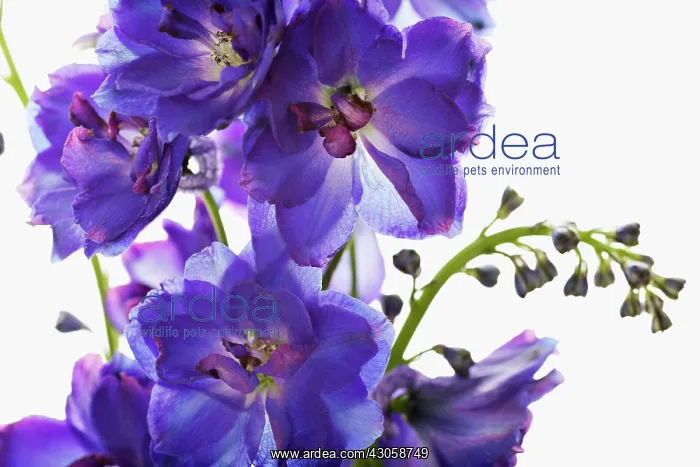 : Delphinium : Delphinium