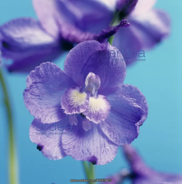 : Delphinium : Delphinium