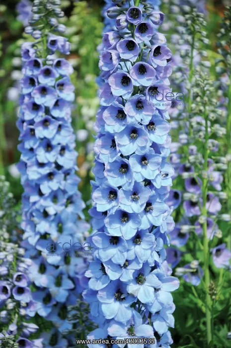 : Delphinium : Delphinium