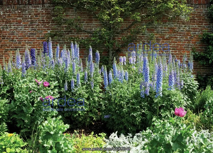 : Delphinium : Delphinium