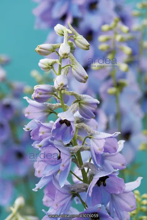 : Delphinium : Delphinium