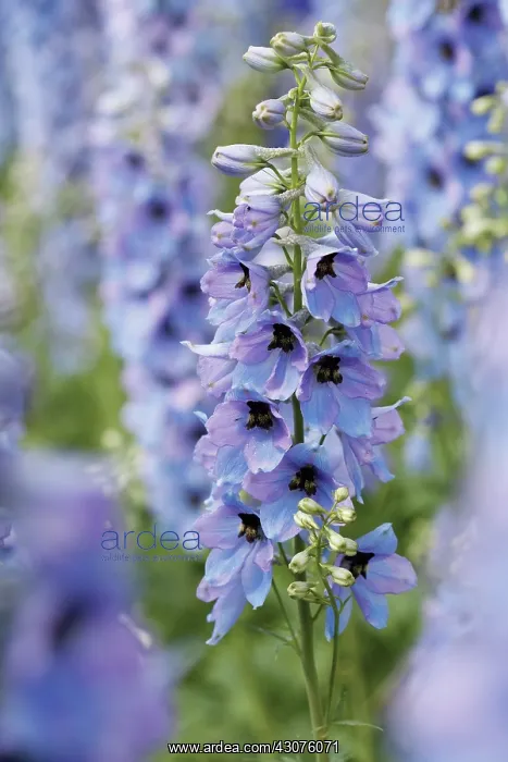 : Delphinium : Delphinium