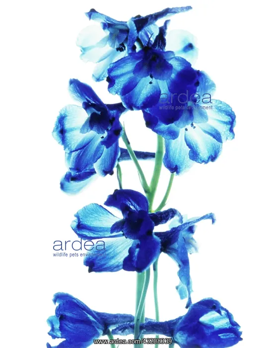 : Delphinium : Delphinium