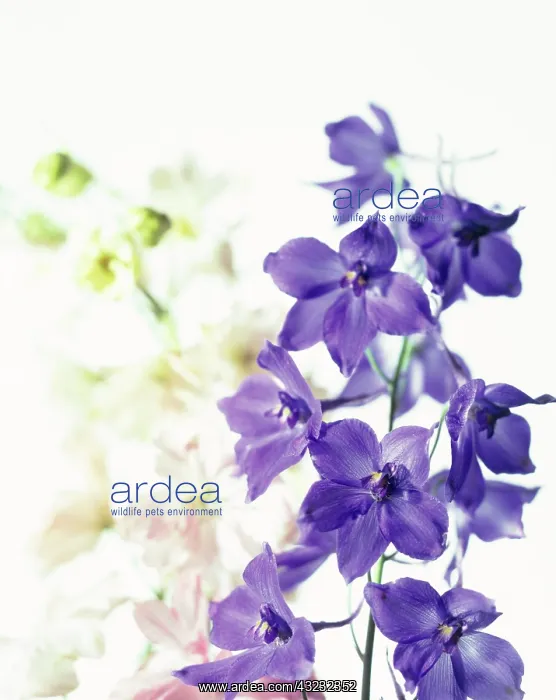 : Delphinium : Delphinium