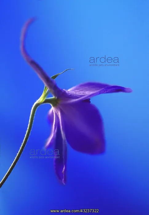 : Delphinium : Delphinium