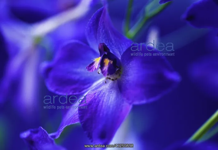 : Delphinium : Delphinium
