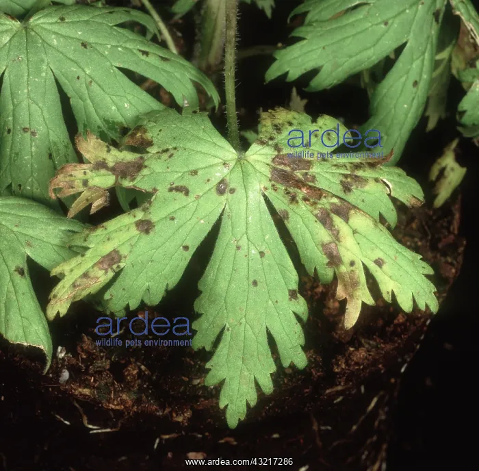: Delphinium black blotch : Delphinium black blotch