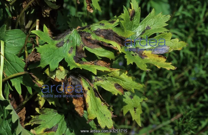 : Delphinium black blotch : Delphinium black blotch