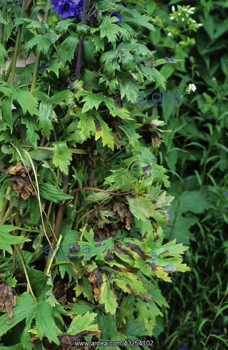 : Delphinium black blotch : Delphinium black blotch