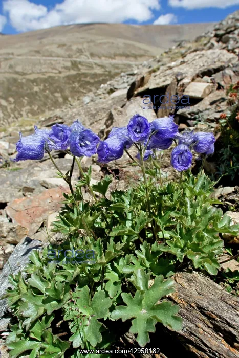 : Delphinium cashmerianum : Delphinium cashmerianum