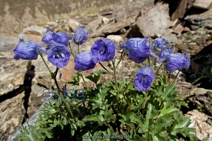 : Delphinium cashmerianum : Delphinium cashmerianum