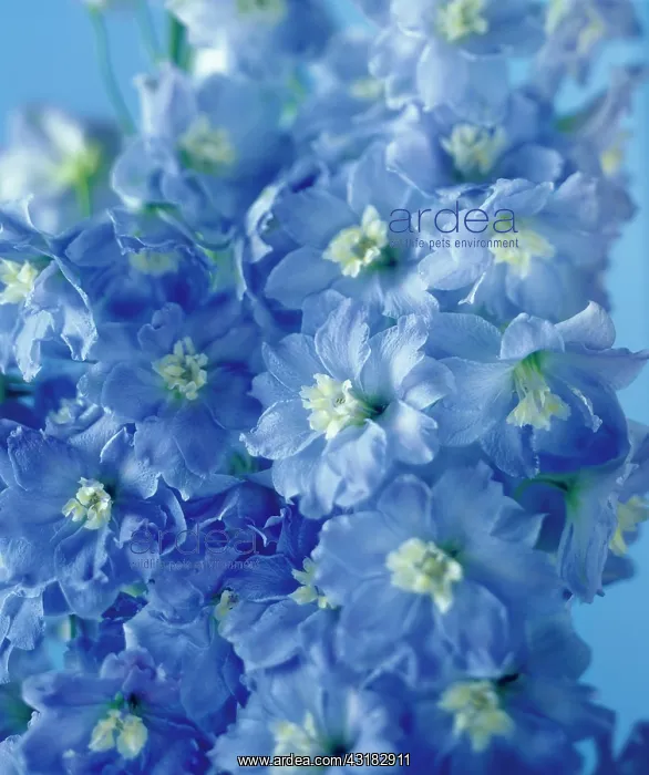 : Delphinium, Close view of 2 stems with multiple : Delphinium, Close view of 2 stems with multiple