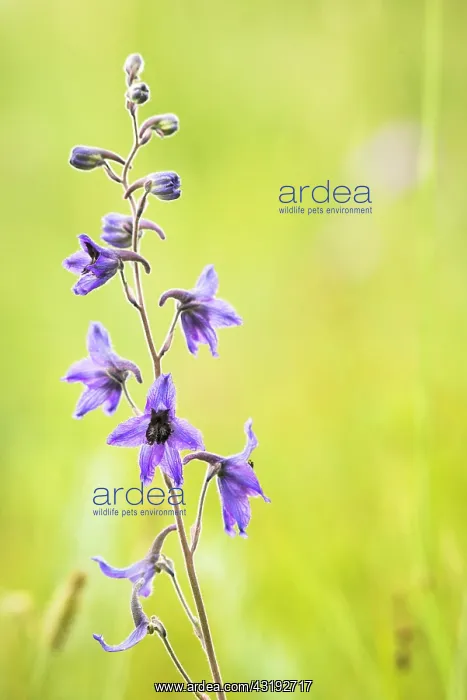 : Delphinium (Delphinium crassifolium) flowers, Tsaritsyn : Delphinium (Delphinium crassifolium) flowers, Tsaritsyn