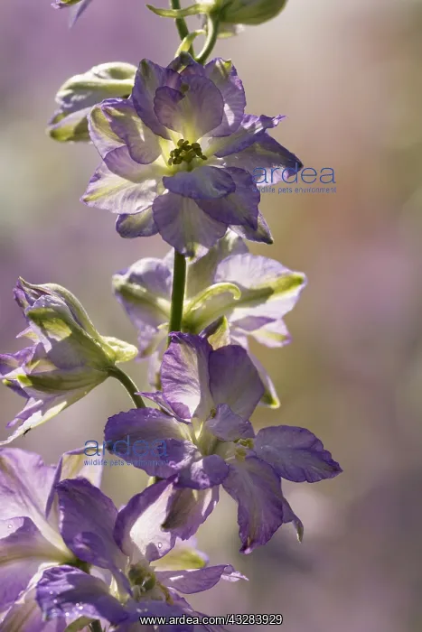 : Delphinium, Delphinium cultivar, Purple subject : Delphinium, Delphinium cultivar, Purple subject
