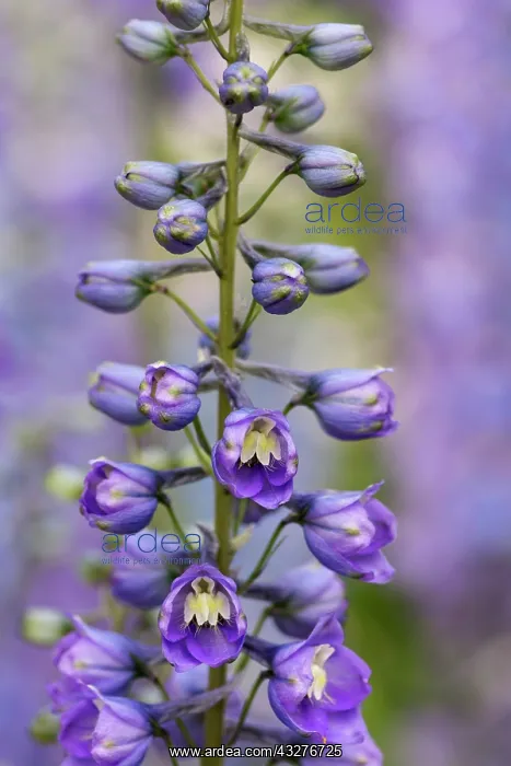 : Delphinium, Delphinium elatum cultivar, Purple subject : Delphinium, Delphinium elatum cultivar, Purple subject