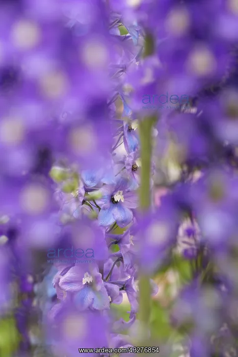 : Delphinium, Delphinium elatum cultivar, Purple subject : Delphinium, Delphinium elatum cultivar, Purple subject