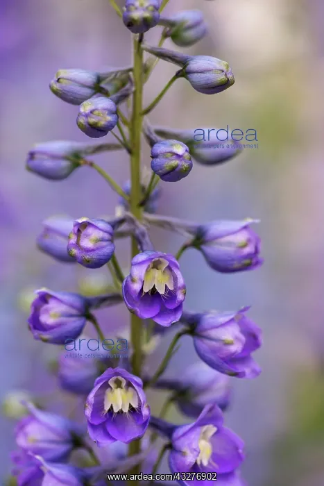 : Delphinium, Delphinium elatum cultivar, Purple subject : Delphinium, Delphinium elatum cultivar, Purple subject