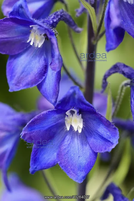  : Delphinium, Delphinium elatum cultivar, Blue subject