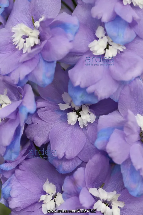 : Delphinium, Delphinium elatum cultivar, Purple subject : Delphinium, Delphinium elatum cultivar, Purple subject
